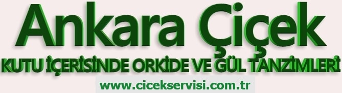 Ankara çiçek kutuda güller